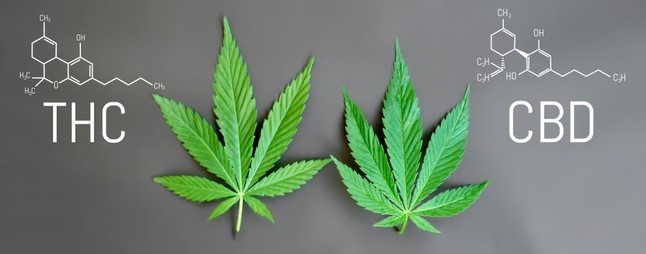 marijuana and CBD